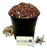 Fat Plants San Diego Premium Cacti and Succulent Soil with Nutrients