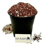 Fat Plants San Diego Premium Cacti and Succulent Potting Mix Soil - for Cactus Palm Tree Citrus Plant Grown in Gardening Containers - Indoors & Outdoors Use - with Natural Food/Fertilizer