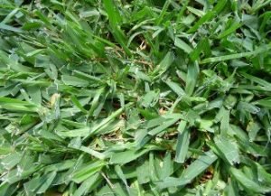 St. Augustine grass