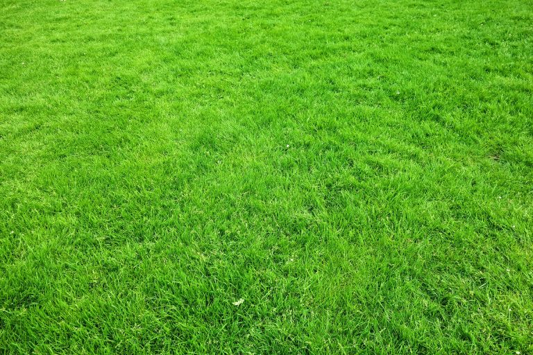 Best fertilizers for St. Augustine Grass