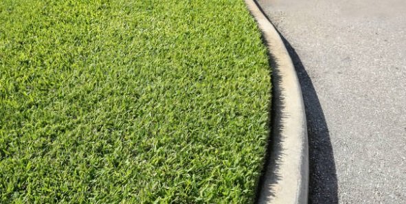 St augustine grass2