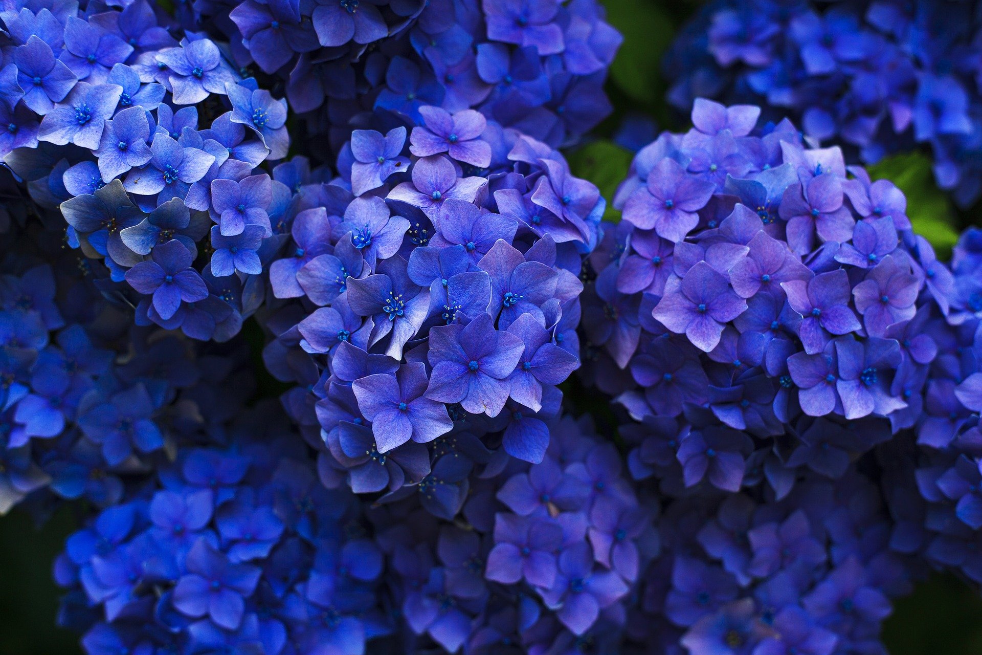 Want The Best Hydrangea Fertilizer 5 Of The Best That Work