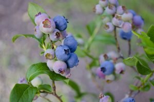 Top Fertilizers for blueberries