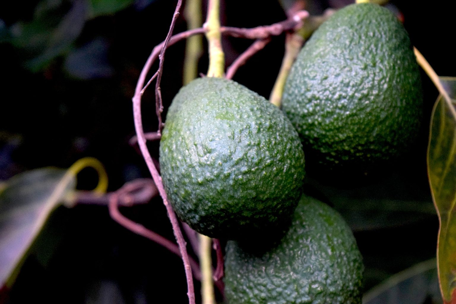 Want the Best Avocado Tree Fertilizer? 5 of the Best (that Work)