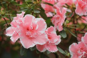 Best Fertilizers for Azaleas