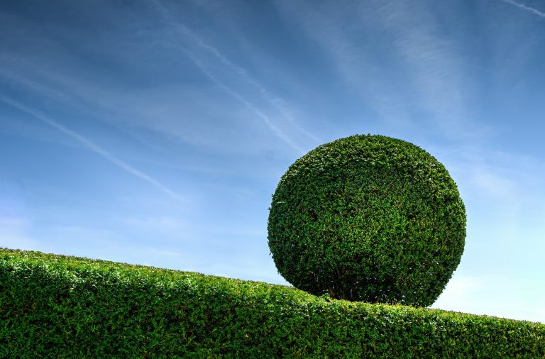 Best Fertilizers for Boxwood