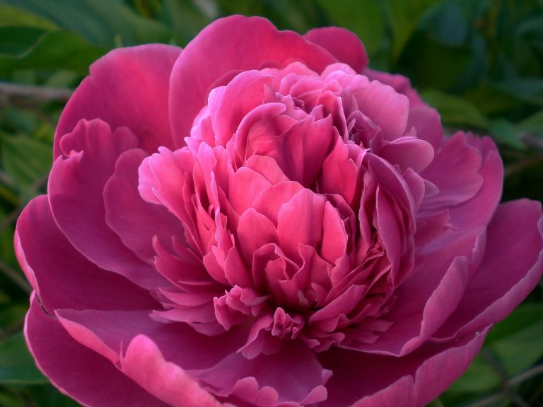 Best fertilizers for Peonies
