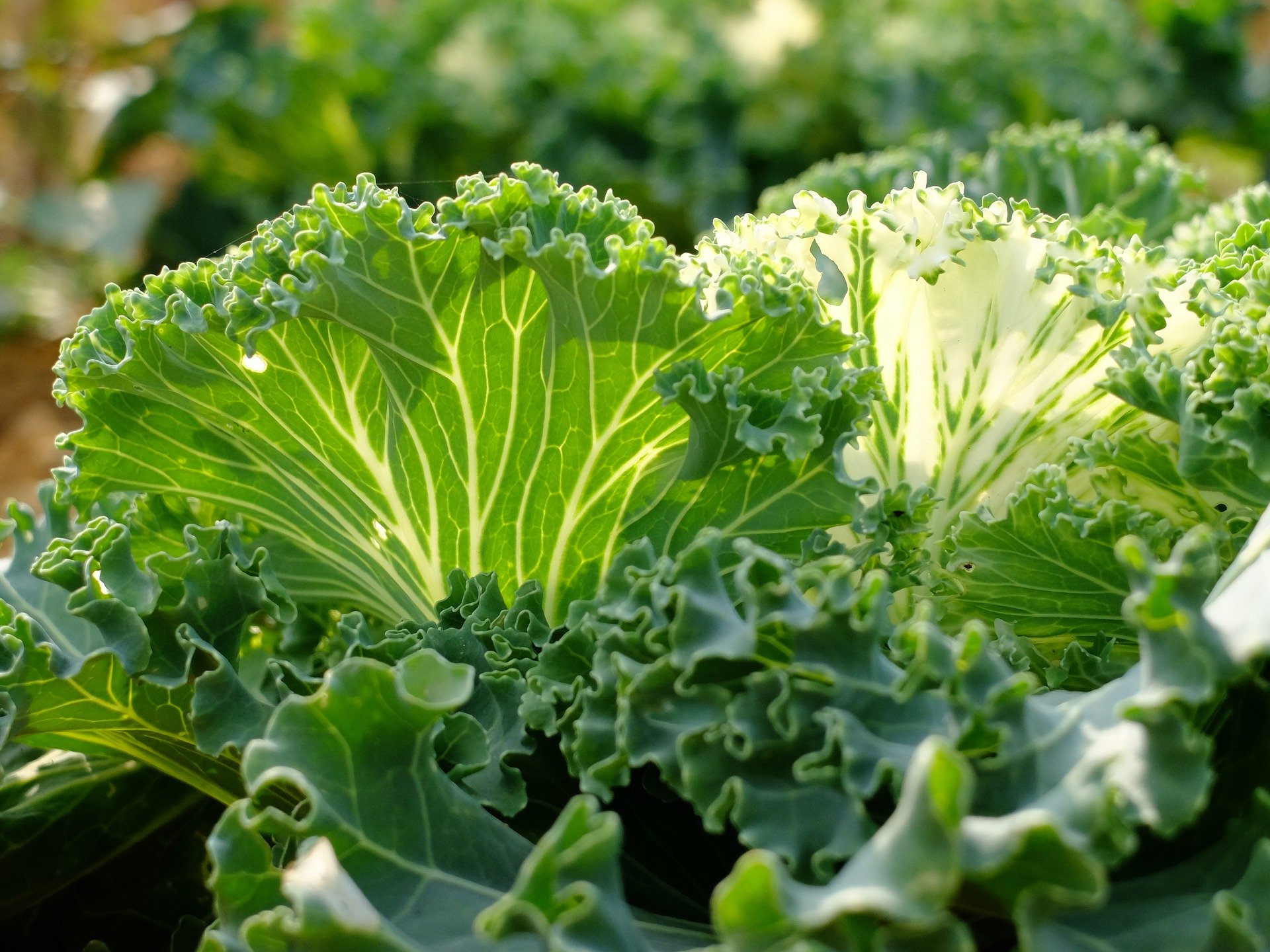 Want the Best Collard Green Fertilizer? 5 of the Best (that Work)