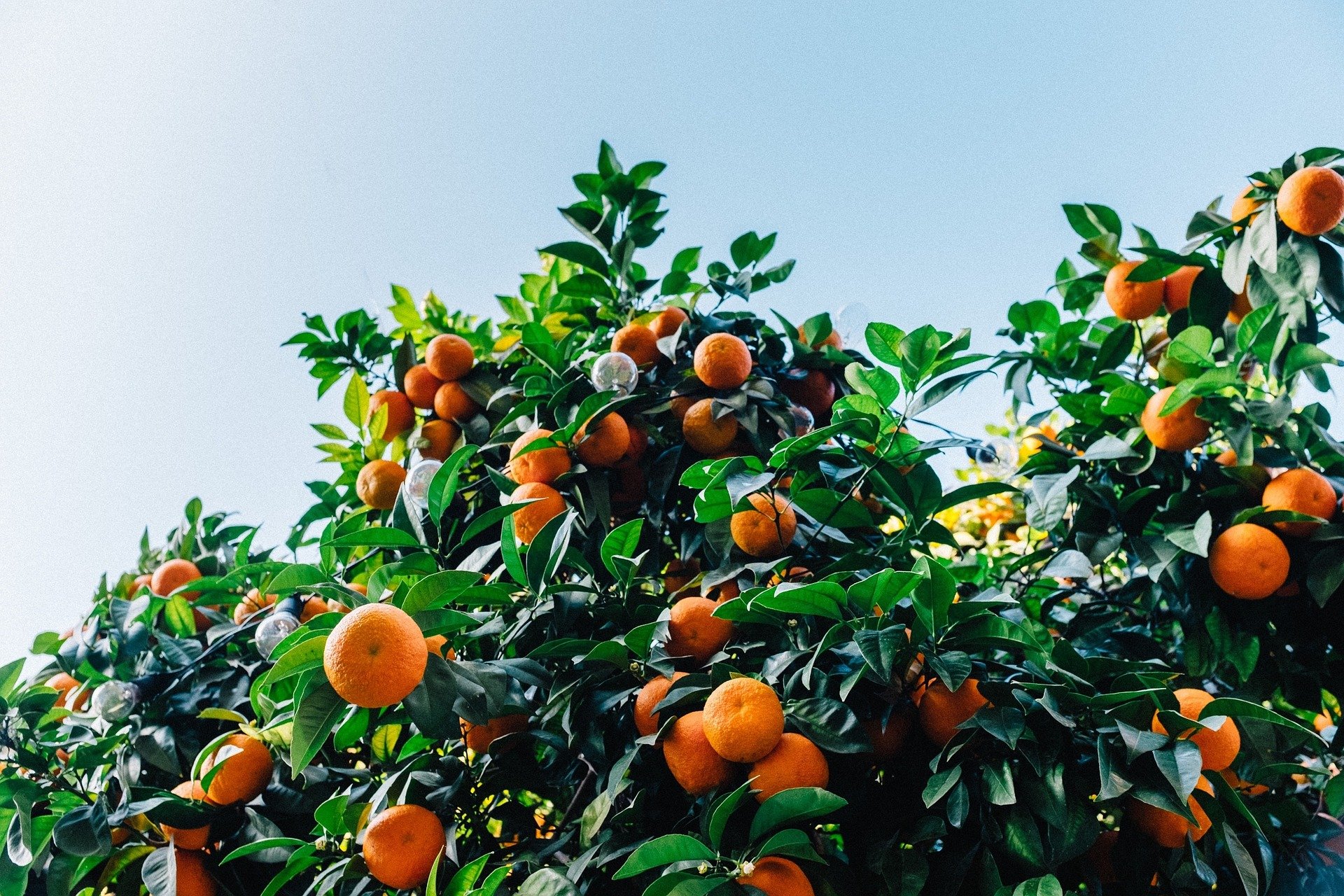how to fertilize citrus trees in florida