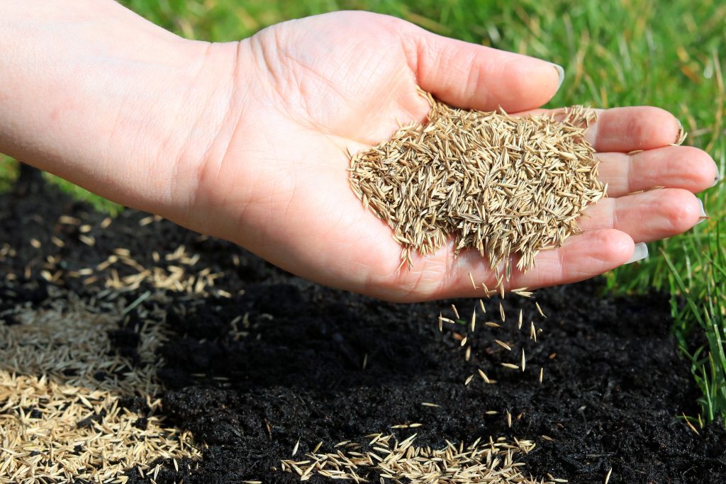 Want the Best Kentucky Blue Grass Seeds? 4 of the Best