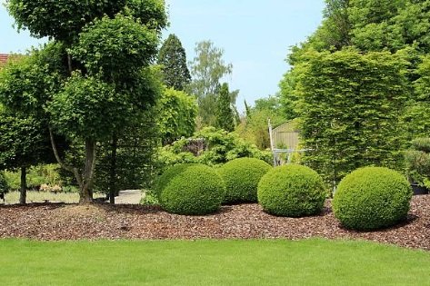 Boxwood