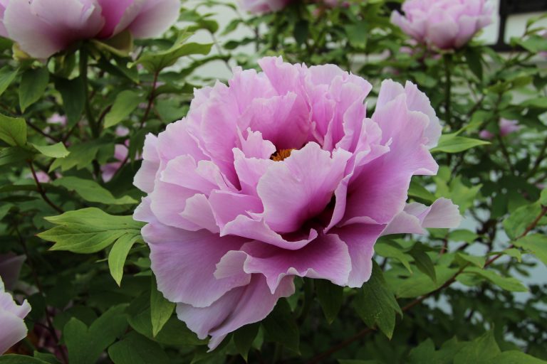 Fertilizer for Peony