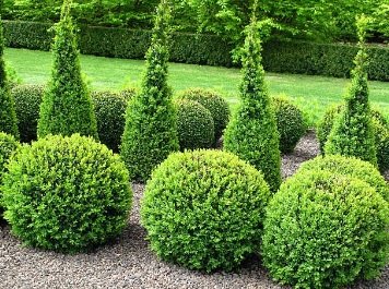 Fertilizers for Boxwood