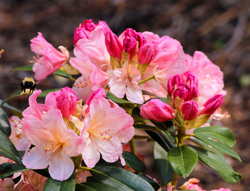Fertilizers for azaleas