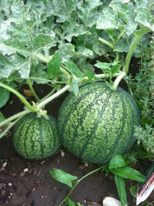 Fertilizers for Watermelon