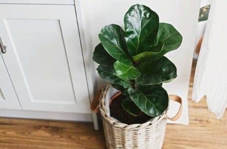 Ficus tree repotted in a woven basket with potting medium