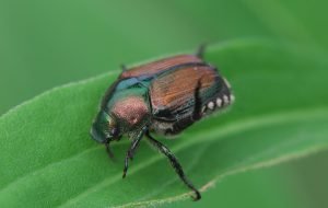 Get rid of Japanese Beetles