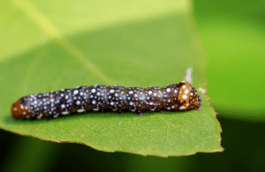 The 3 Best Insecticides for Cutworms