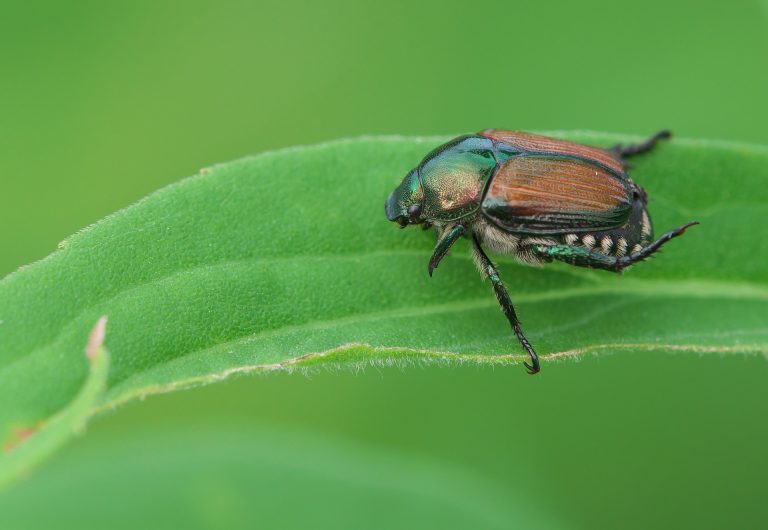 The 3 Best Ways to Get Rid of Japanese Beetles (That WORK) — 2020