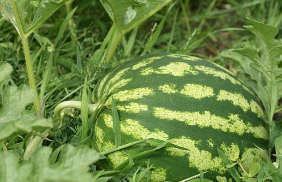 Watermelon fertilizer