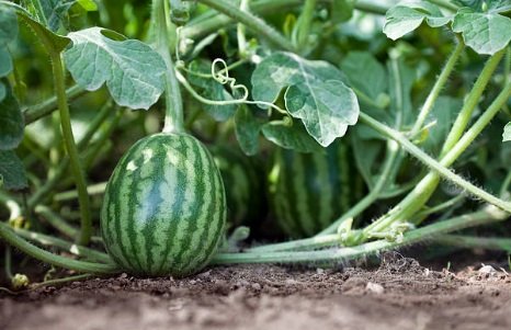 Watermelon 3