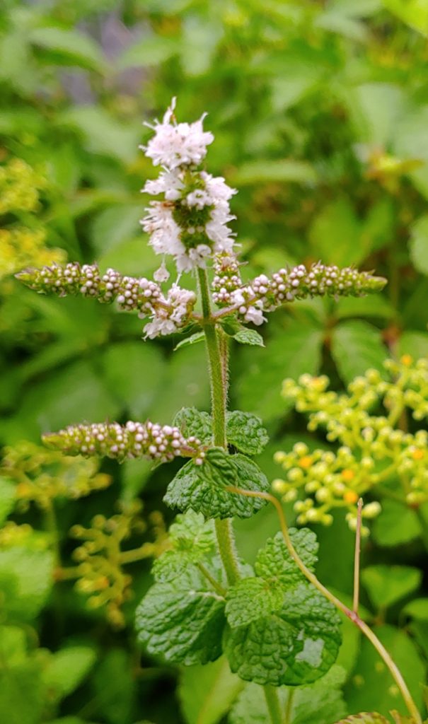 Apple mint flower with multiple blossoms