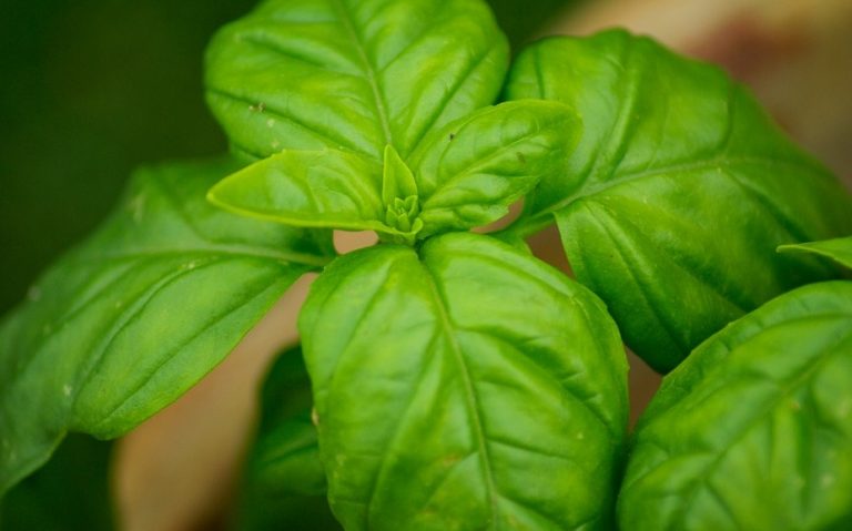 Zoomed in macro picture of a green herb in focus that quickly fades into a bokeh background