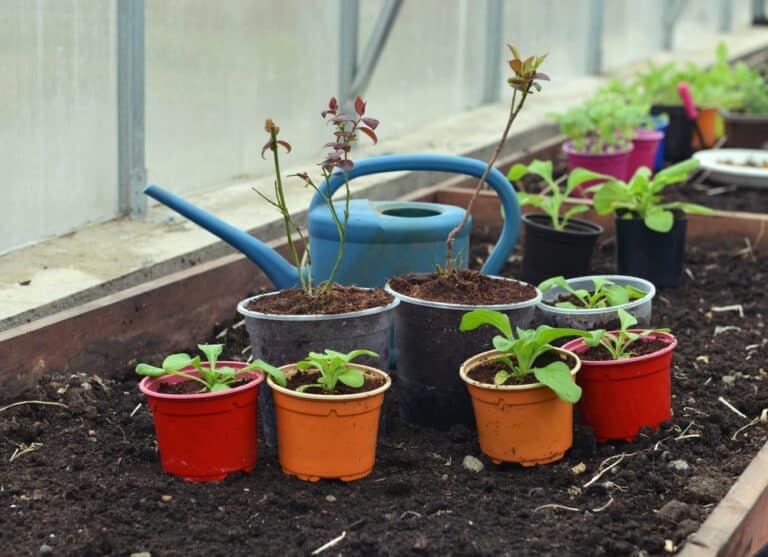 A picture of a watering can next to planters to show that gardening can be good for your health