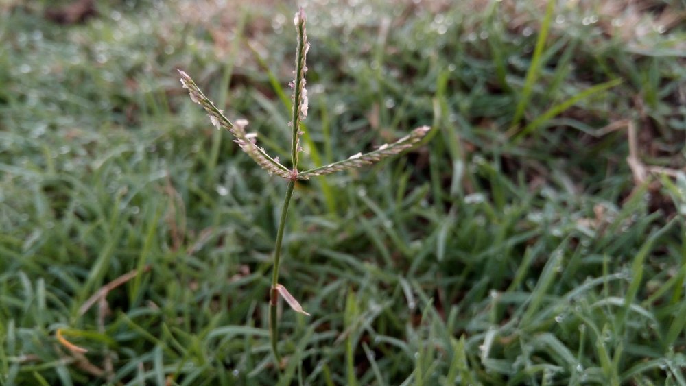 Bermuda grass is considered a weed in many areas