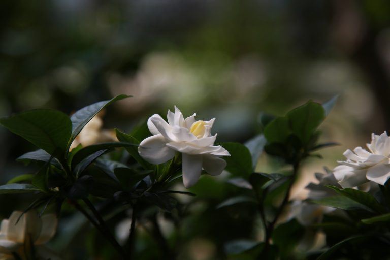 Best Gardenia Fertilizers