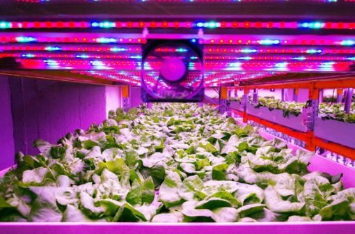 Best UV Grow LIghts