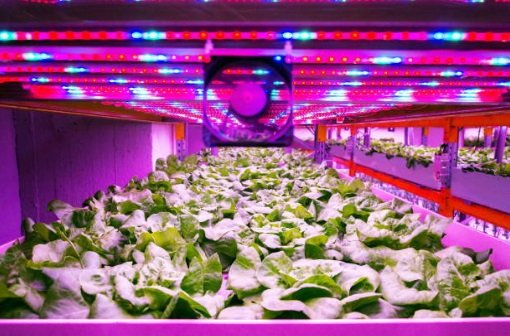 Best UV Grow LIghts