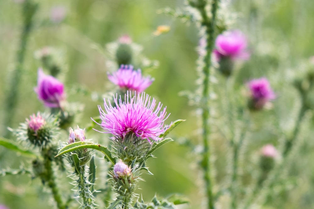 Bull thistle growing rampant