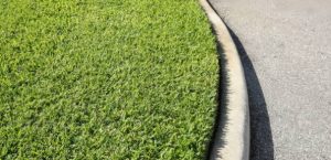 Best Fertilizers for Centipede Grass