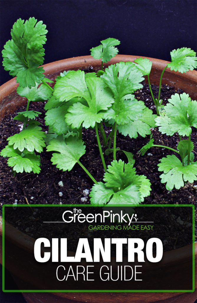Growing cilantro successfully requires instructions from a guide