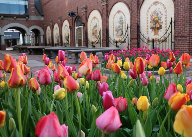 What is the Best Tulip Festival? — 14 of Them (Ranked)