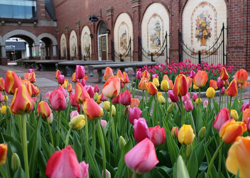 A bunch of tulips sitting in front of a brick building in Pella, Iowa during their Tulip Time Festival