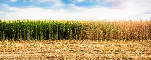 Understanding the life cycle of corn will help you grow it better.