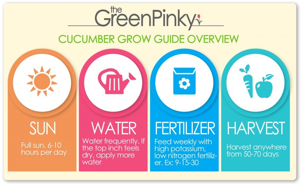 Cucumber grow guide Cucumbers grow best with a care guide