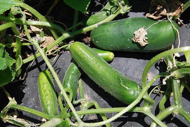 Cucumber vining Cucumbers growing on a vine