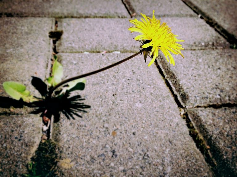 Yellow dandelion growing out of the sidewalk