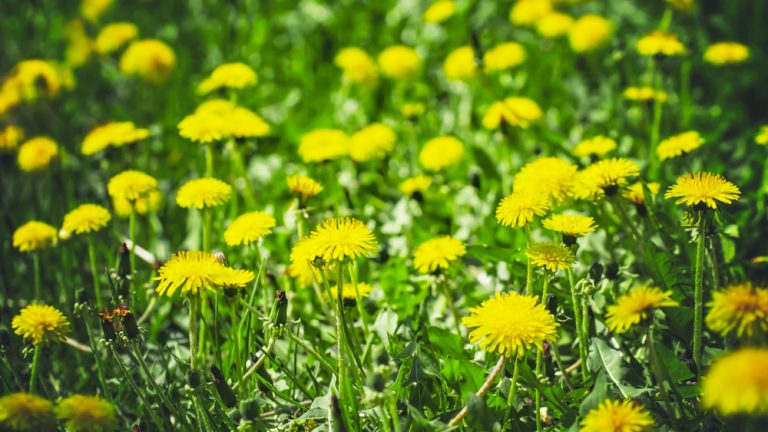 Dandelions are a commonly found type of weed