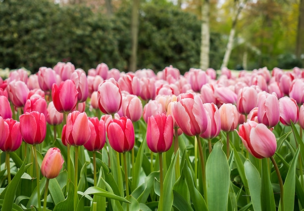 A bed of pink darwin hybrid tulips