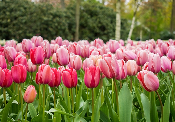 Single late A bed of pink darwin hybrid tulips