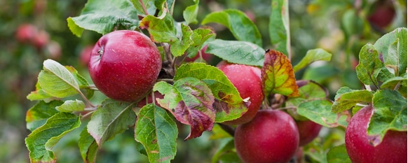 learn about the different types of issues that can plague apple trees