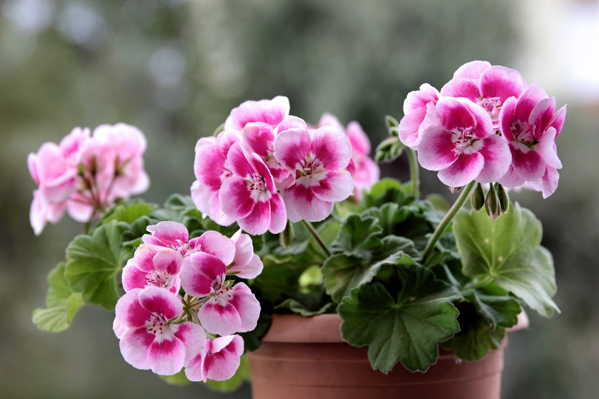 The 5 Best Fertilizers for Geranium (That WORK) — 2020
