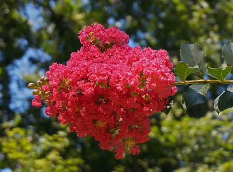 Featured image crepe myrtle