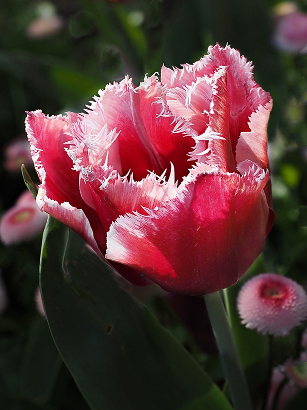 A pinkish-red fringed tulip