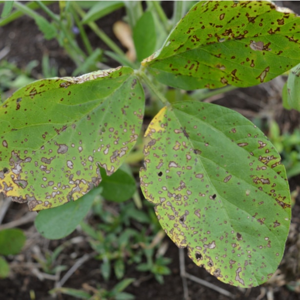 Flog eye leaf spot leaves brown lesions that are reminiscent of frog eyes.