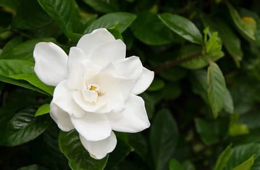 Gardenias featured image